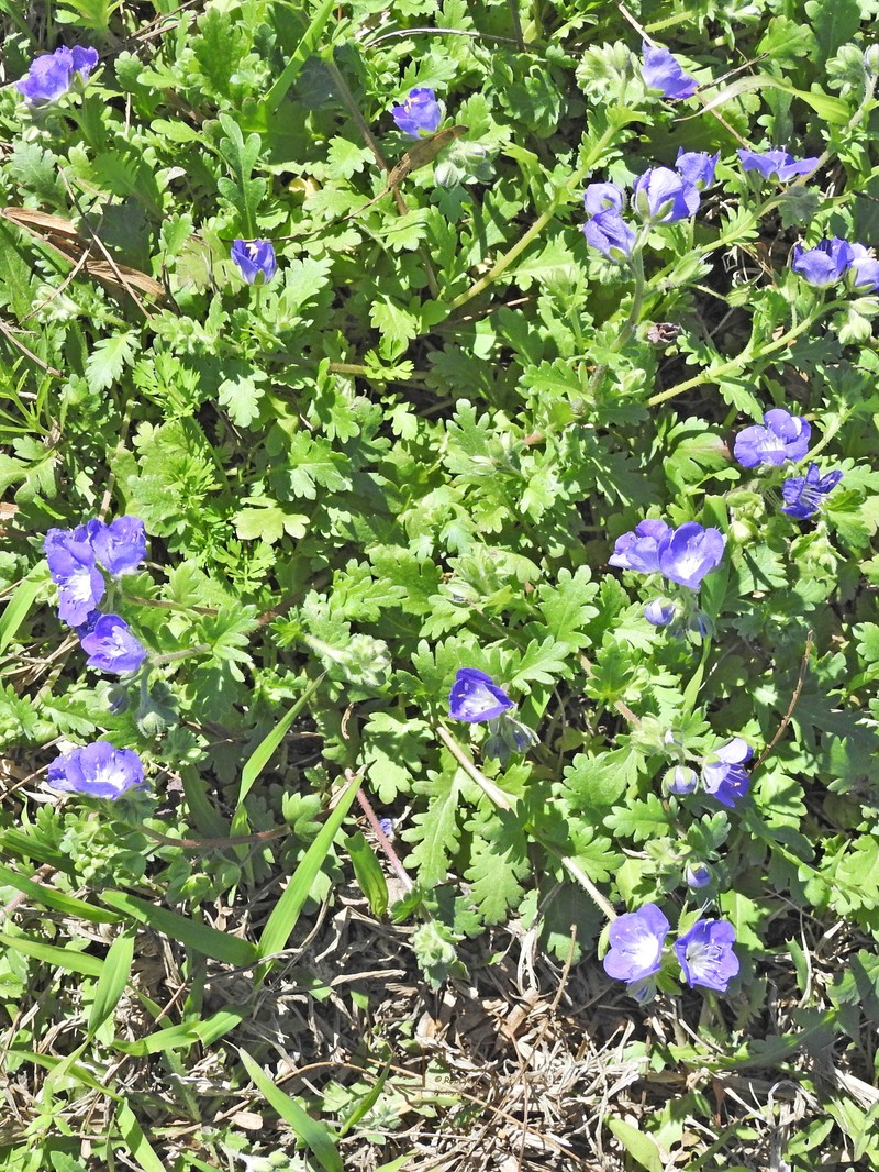Phacelia austrotexana photo 8