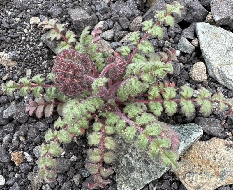 Baker'S Phacelia