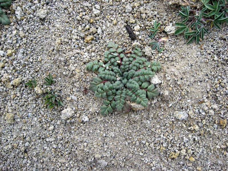 Baker'S Phacelia photo 2