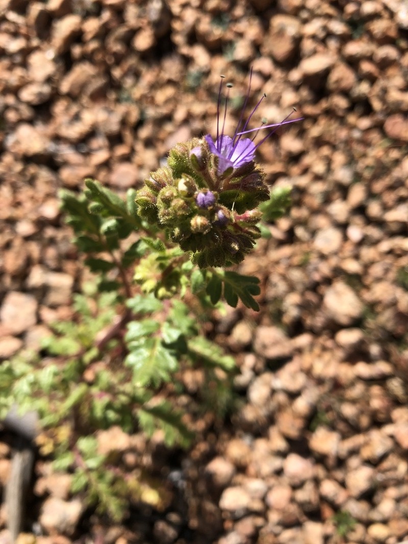 Baker'S Phacelia photo 3