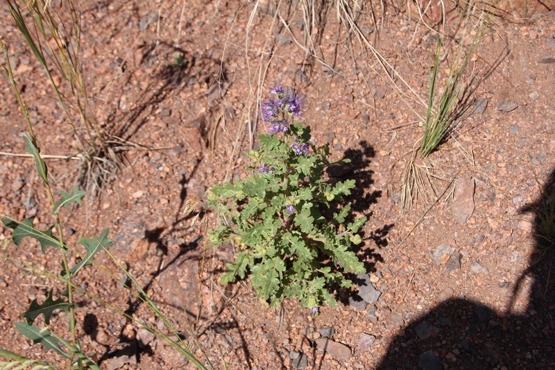Baker'S Phacelia photo 4