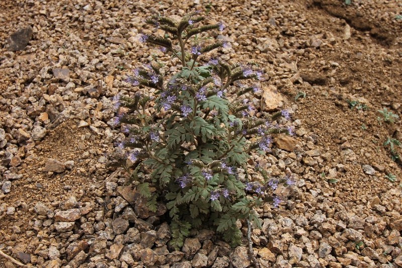 Baker'S Phacelia photo 5
