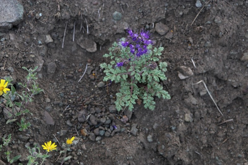 Baker'S Phacelia photo 6