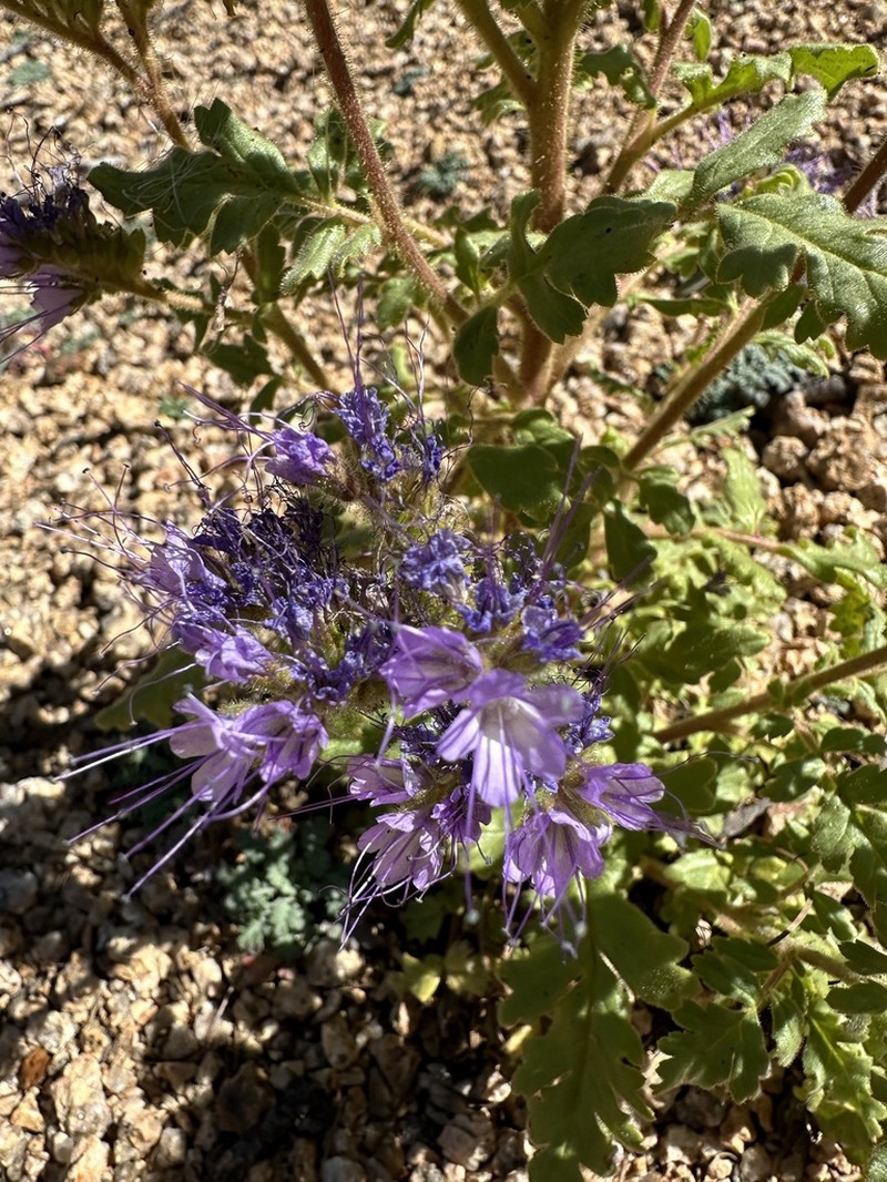 Baker'S Phacelia photo 7