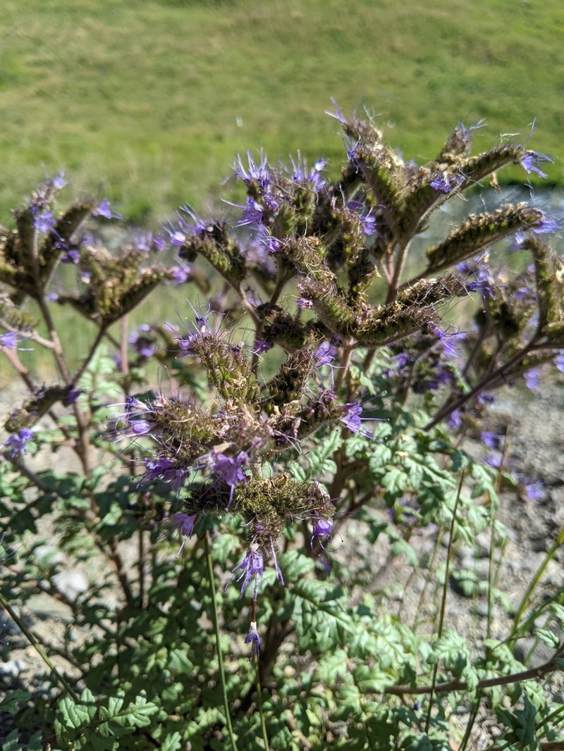 Baker'S Phacelia photo 8