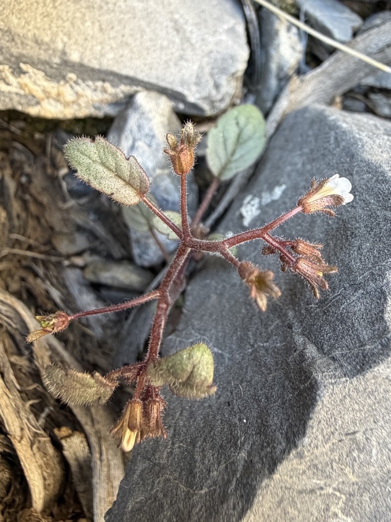 Barneby's Phacelia