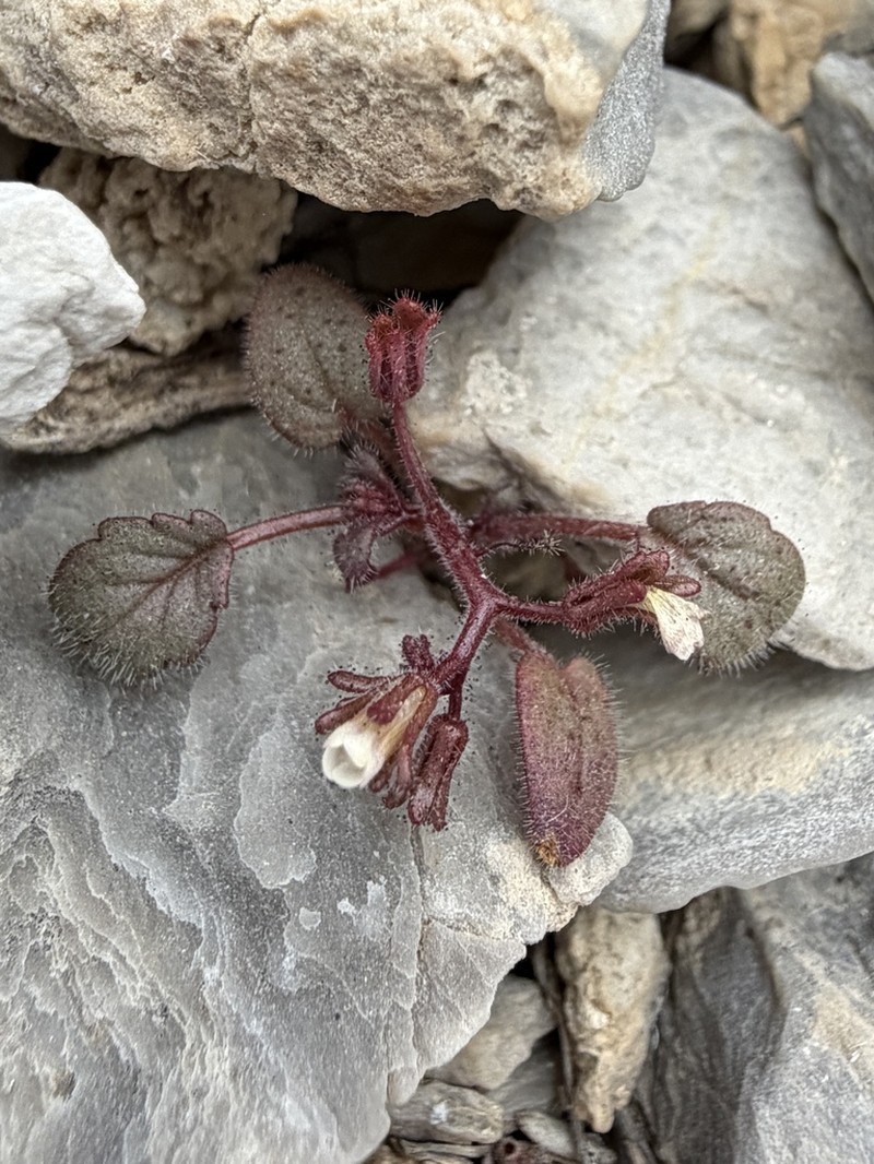 Barneby's Phacelia photo 4