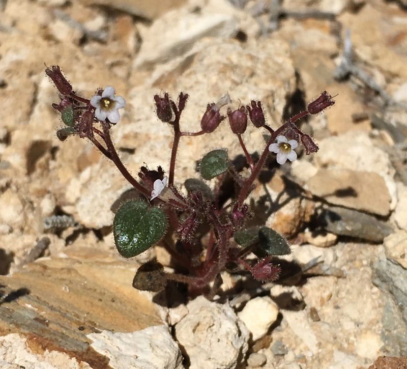 Barneby's Phacelia photo 6