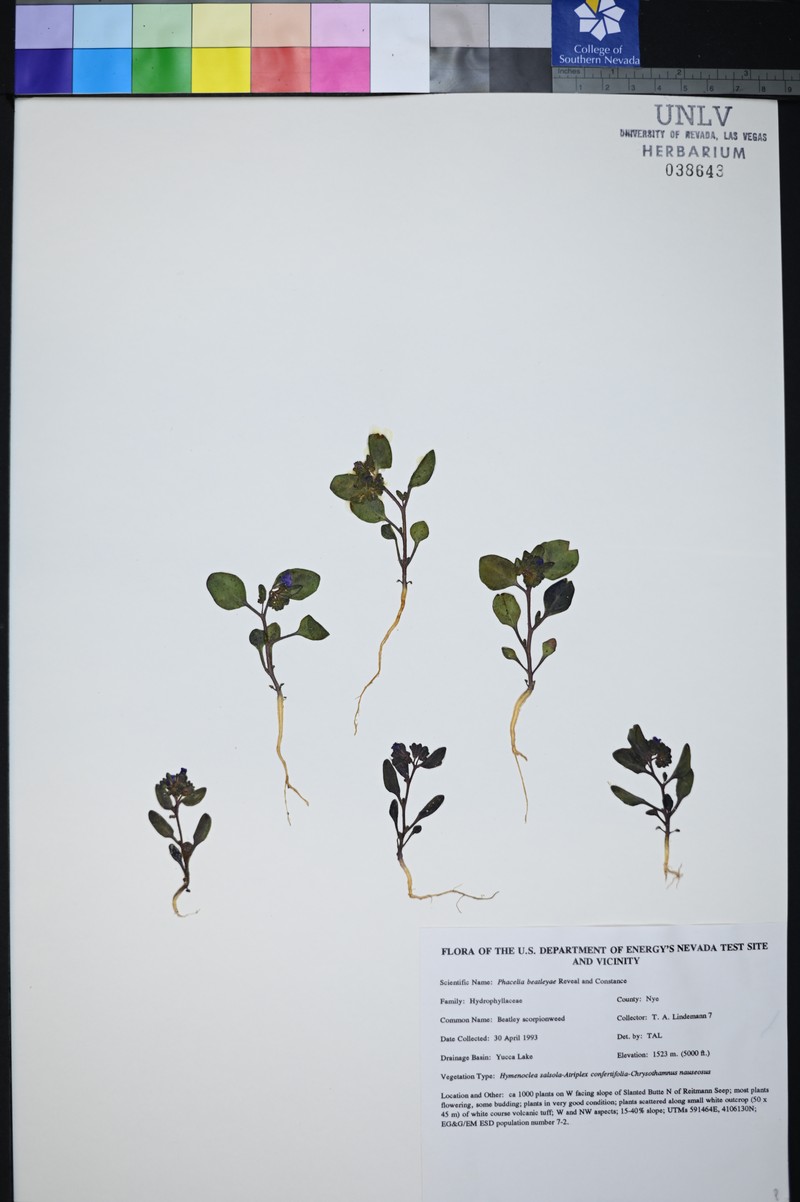 Beatley's Phacelia