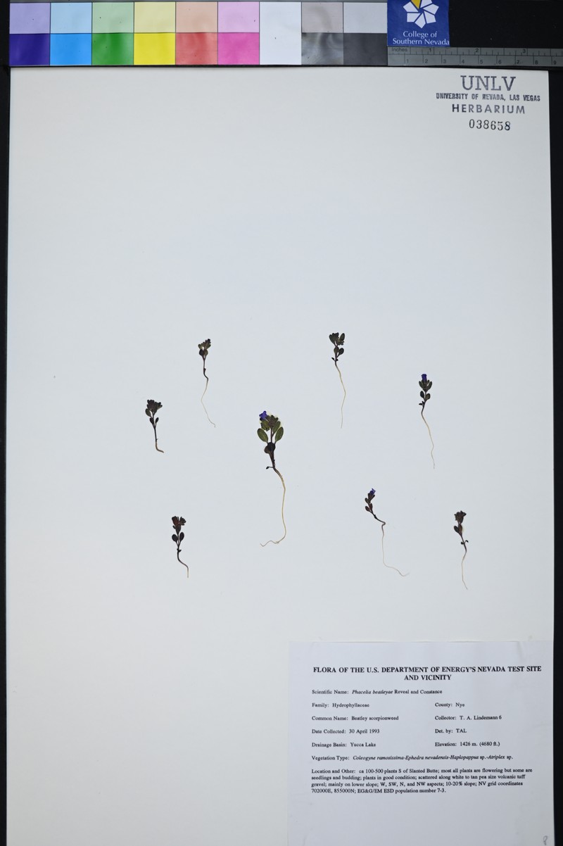 Beatley's Phacelia photo 2