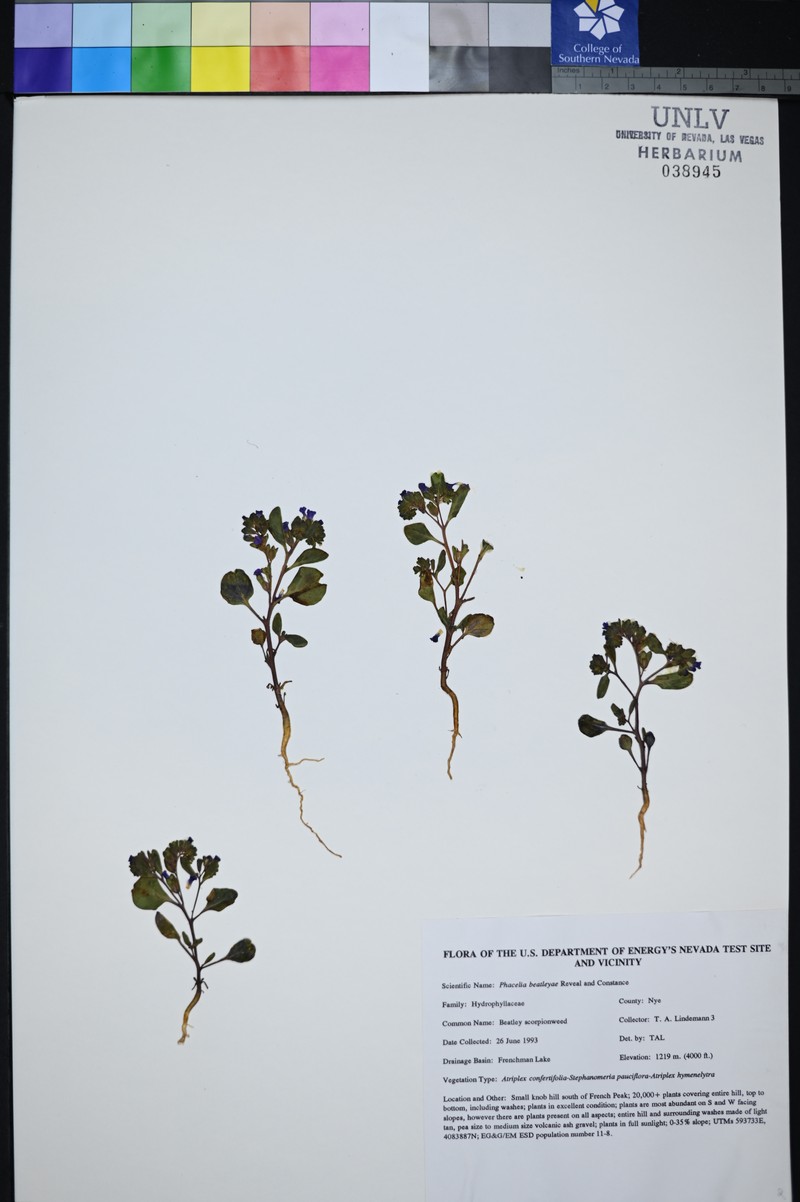 Beatley's Phacelia photo 3