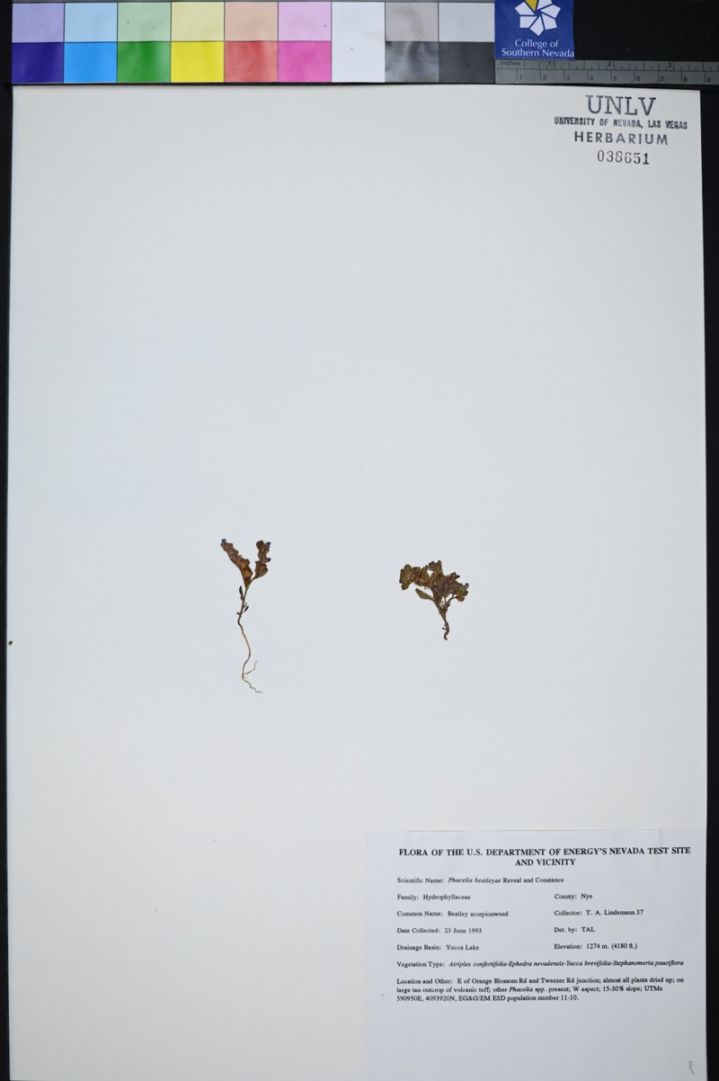 Beatley's Phacelia photo 4