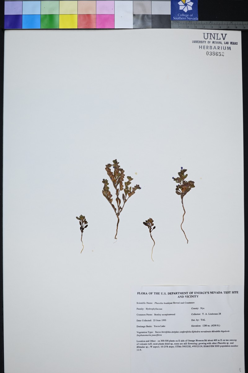 Beatley's Phacelia photo 5