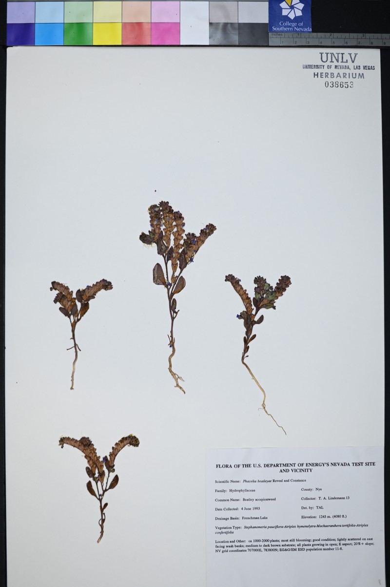 Beatley's Phacelia photo 6