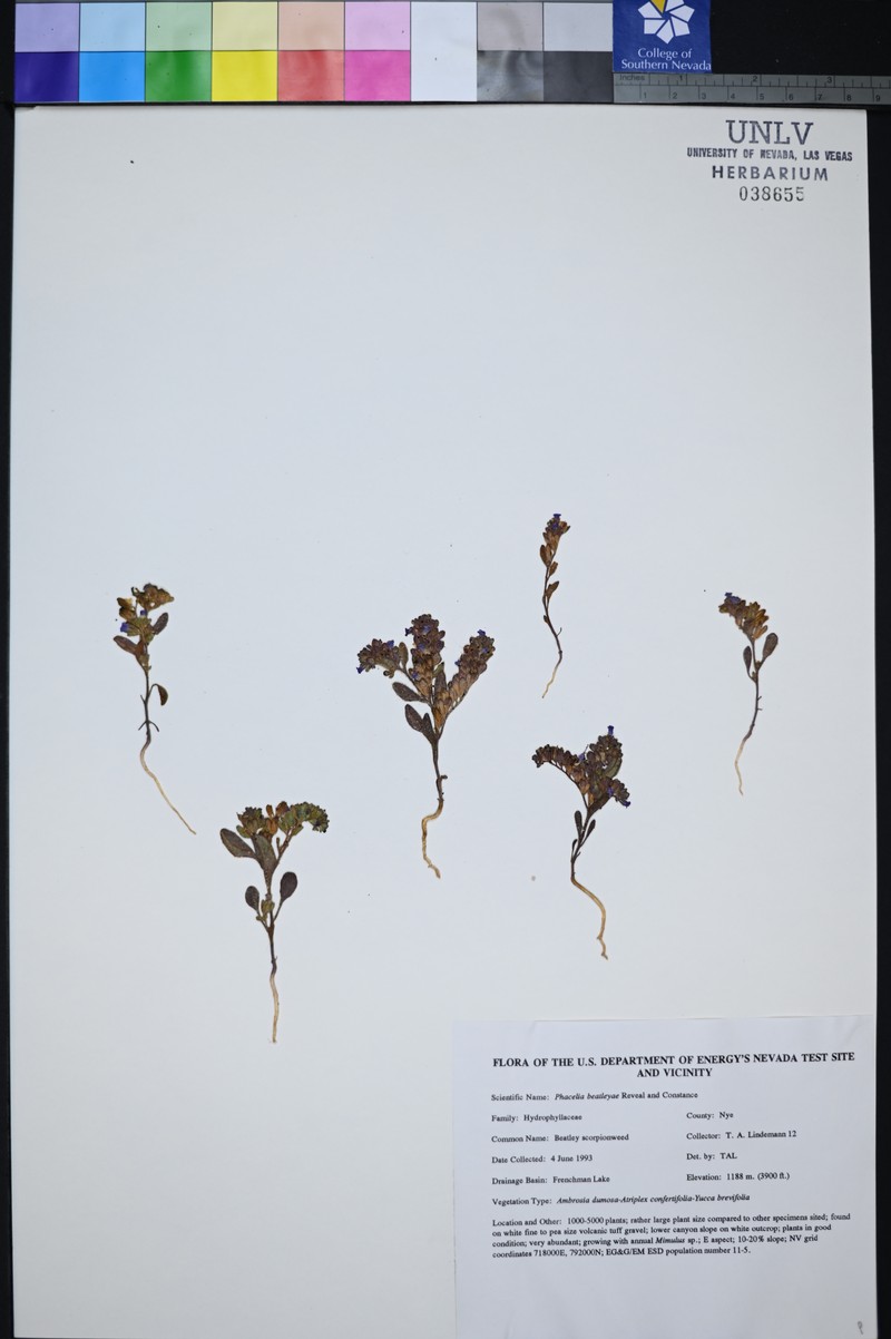 Beatley's Phacelia photo 7