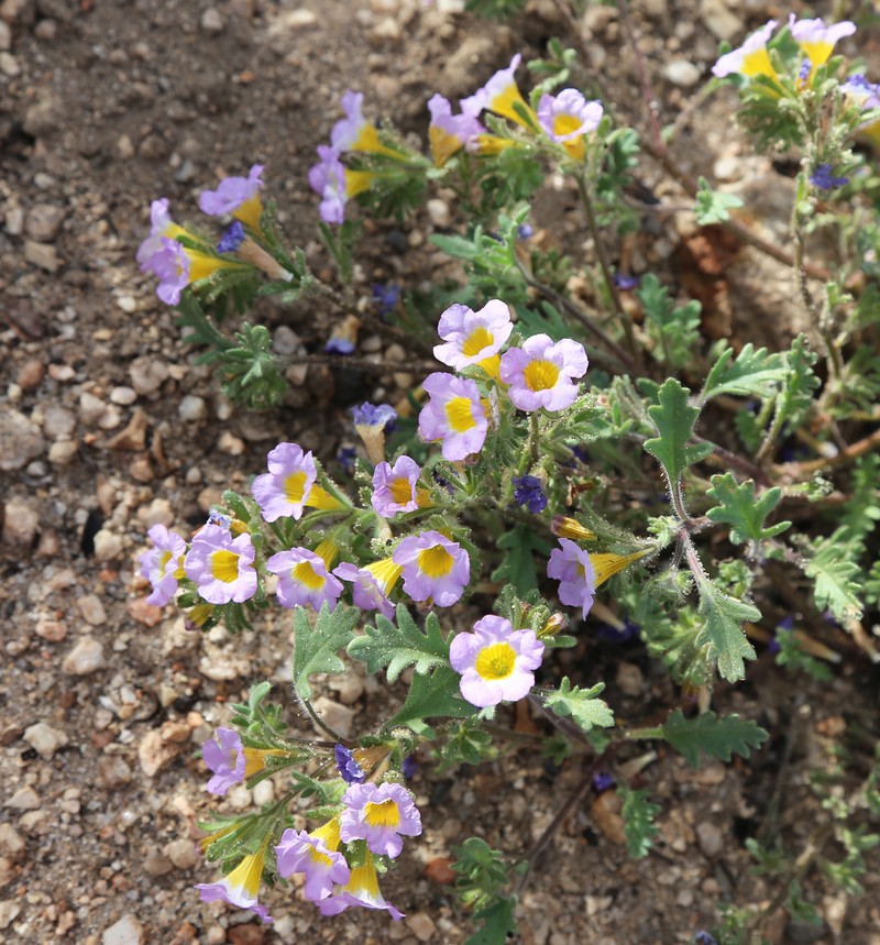 Twocolor Phacelia photo 5