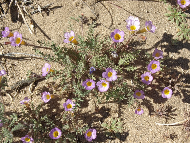 Twocolor Phacelia photo 6