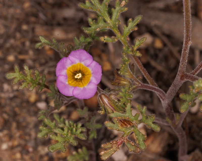 Twocolor Phacelia