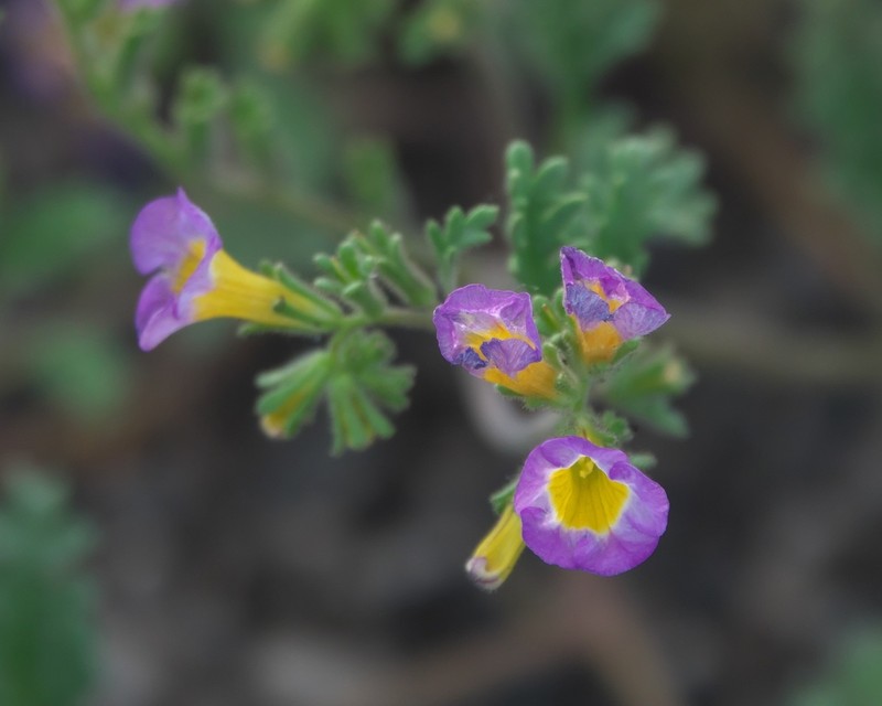 Twocolor Phacelia photo 2