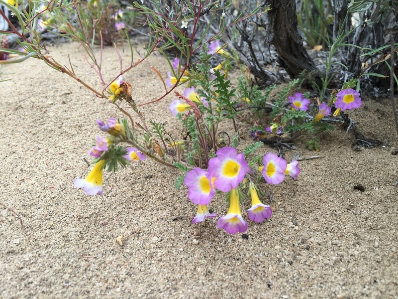 Twocolor Phacelia photo 3