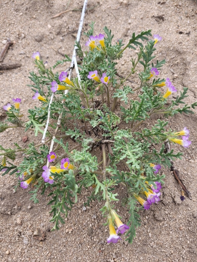 Twocolor Phacelia photo 4