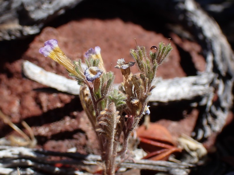 Twocolor Phacelia photo 6