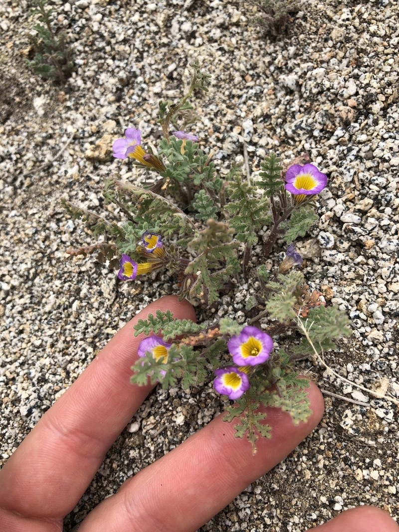 Twocolor Phacelia photo 7