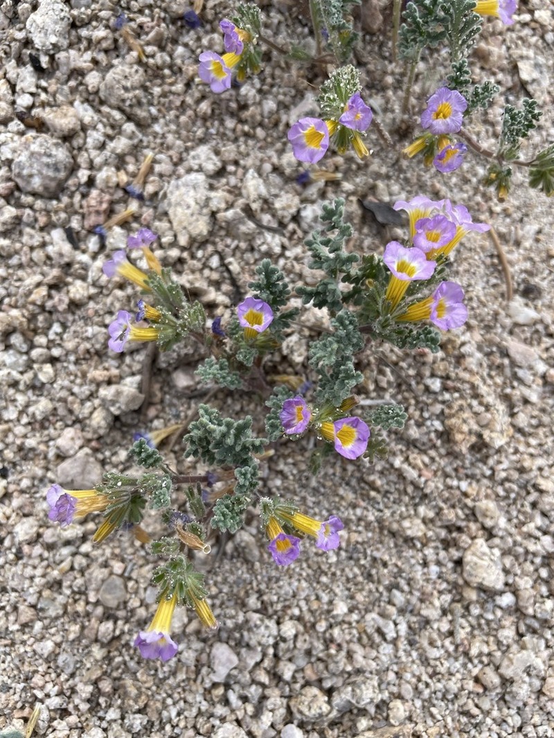 Twocolor Phacelia photo 8