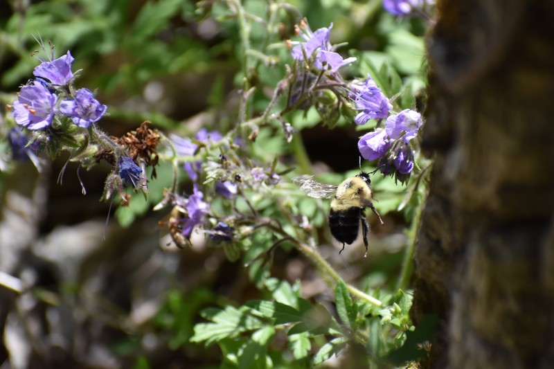 Fernleaf Phacelia photo 4