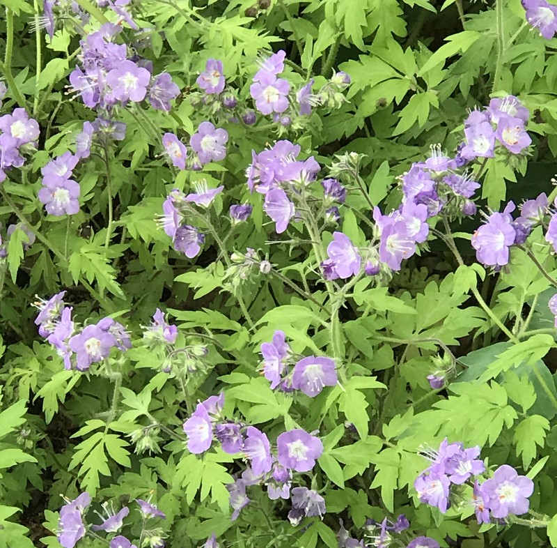 Fernleaf Phacelia