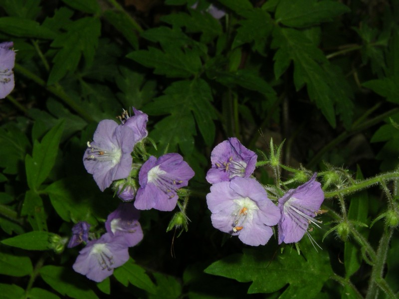 Fernleaf Phacelia photo 2