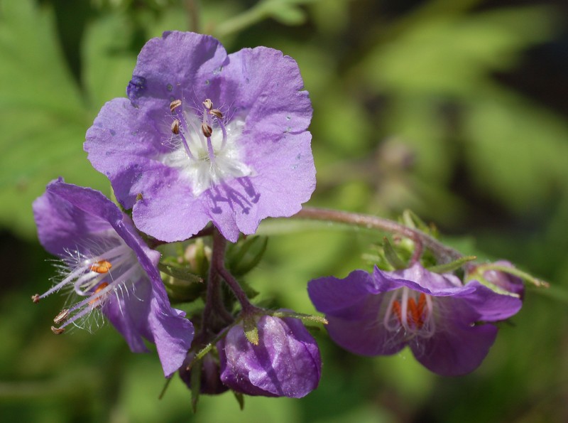 Fernleaf Phacelia photo 3