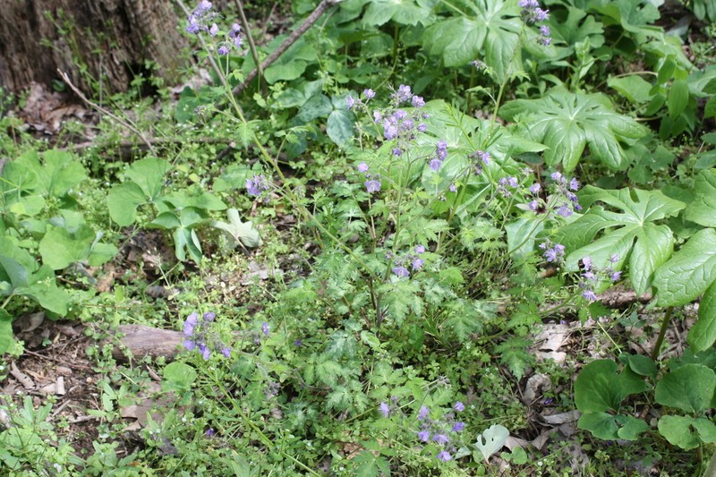 Fernleaf Phacelia photo 3