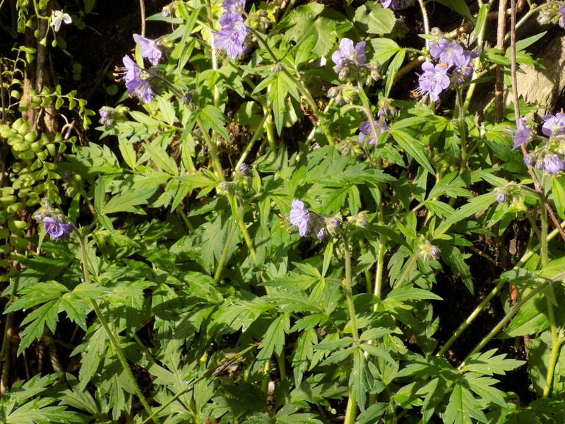 Fernleaf Phacelia photo 4