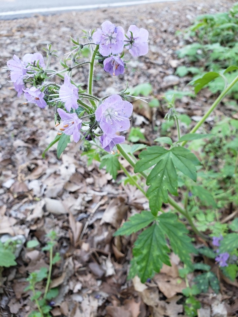 Fernleaf Phacelia photo 5