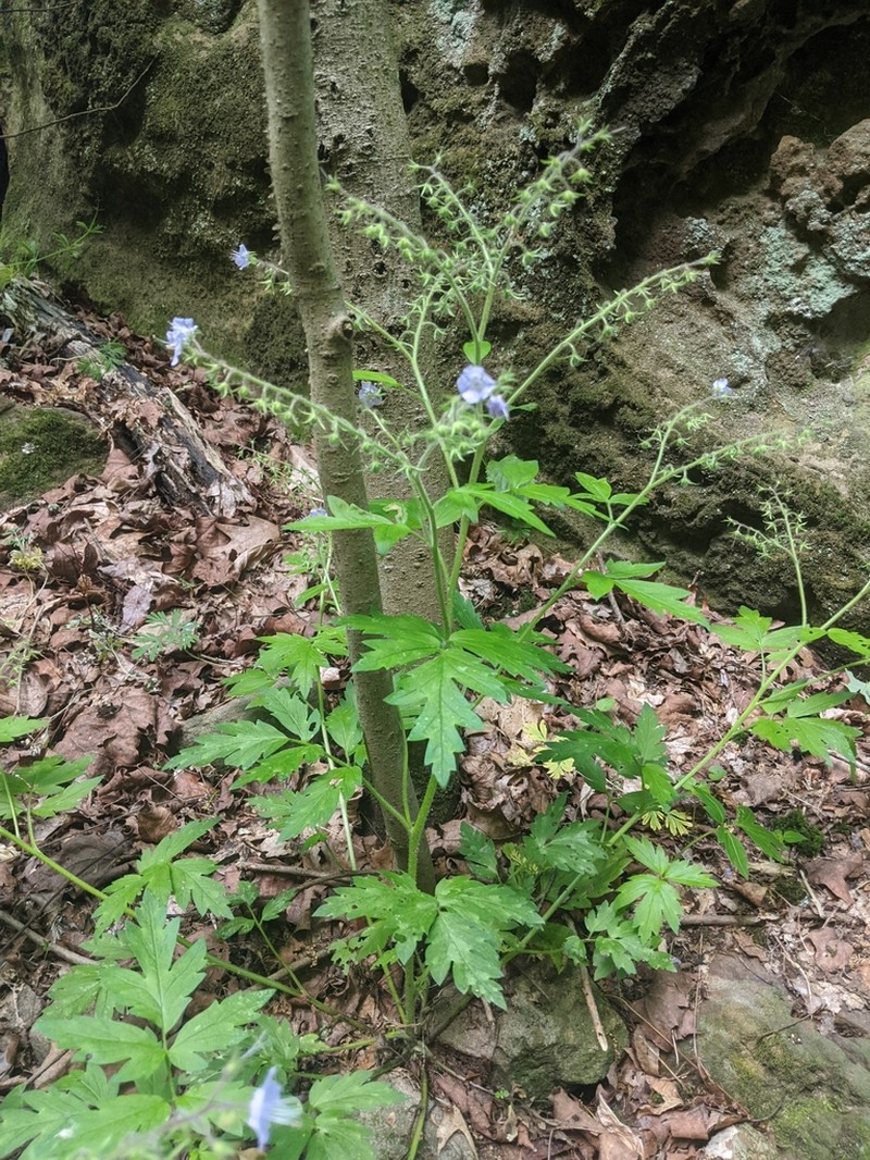 Fernleaf Phacelia photo 6