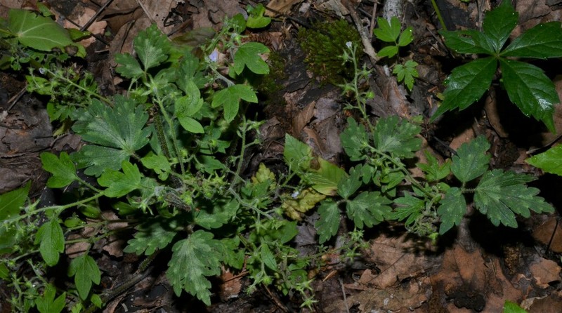Fernleaf Phacelia photo 7