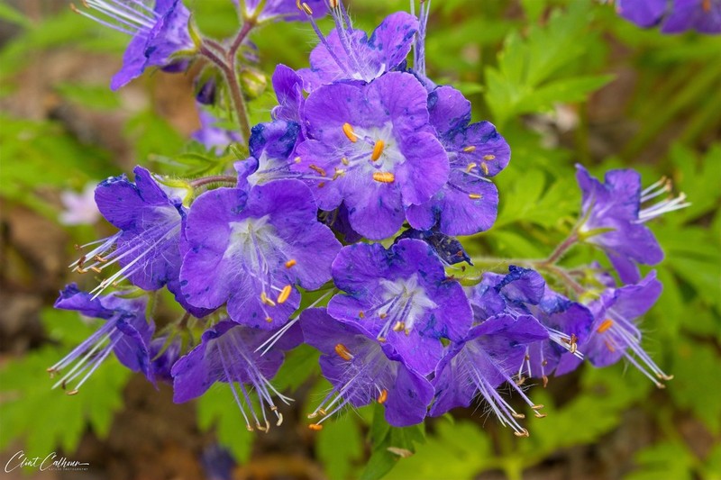 Fernleaf Phacelia photo 8