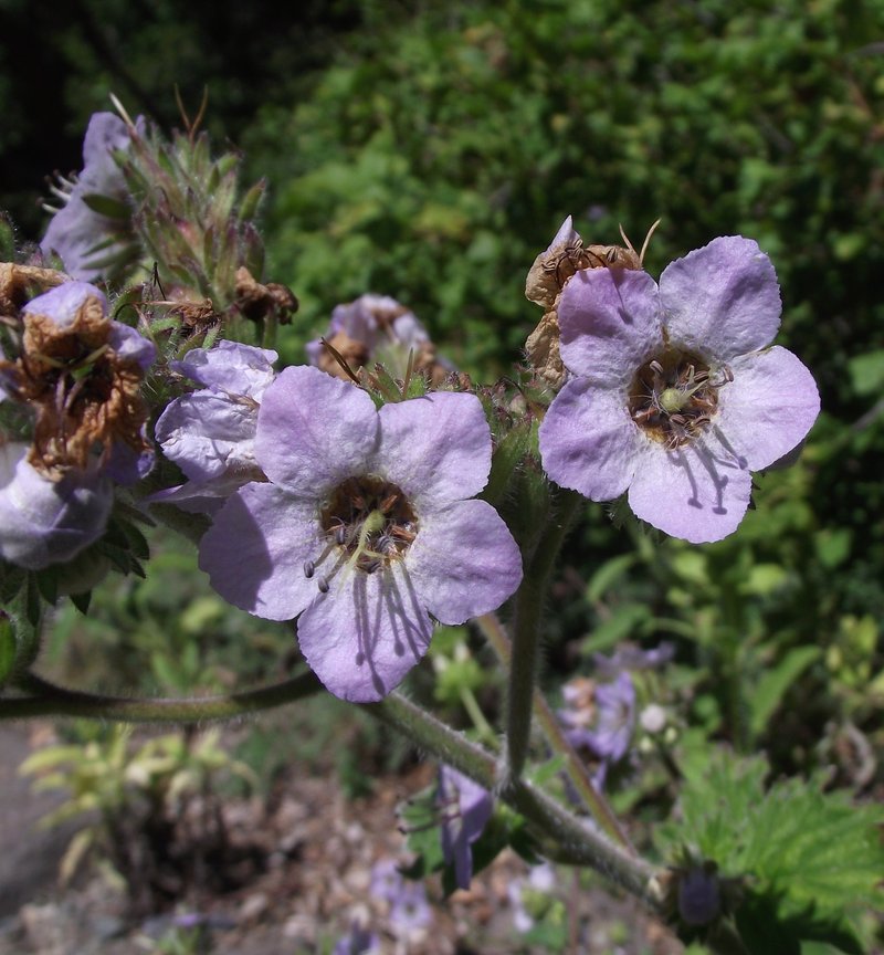 Bolander's Phacelia