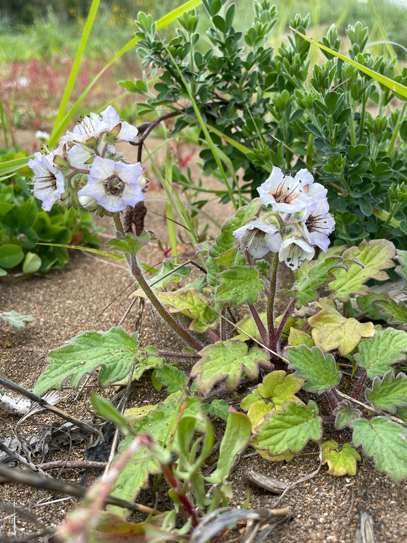 Bolander's Phacelia photo 2