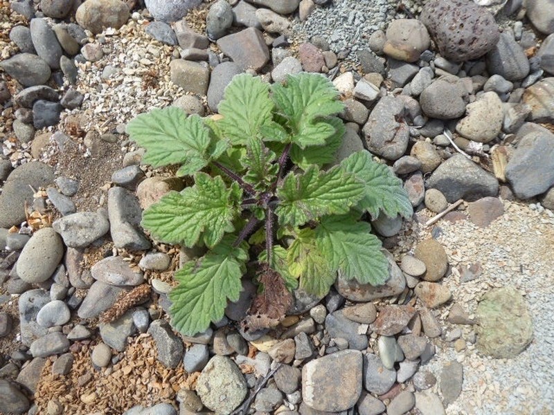 Bolander's Phacelia photo 3
