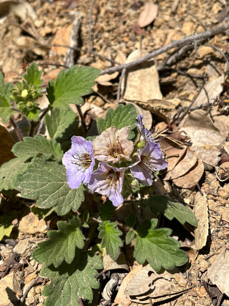 Bolander's Phacelia photo 4