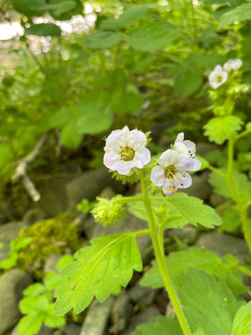 Bolander's Phacelia photo 5