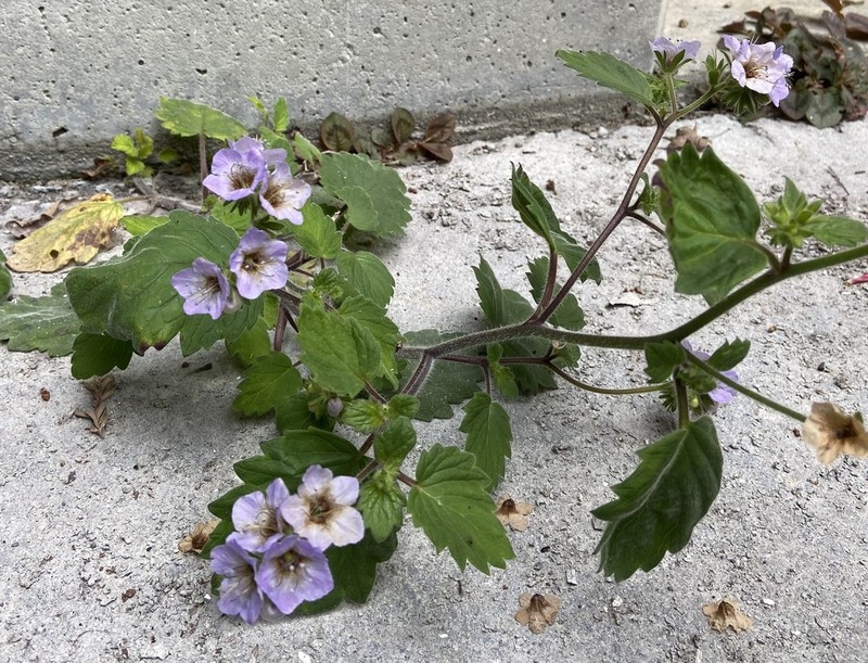 Bolander's Phacelia photo 6