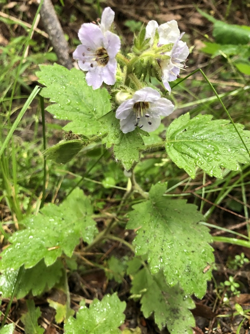 Bolander's Phacelia photo 7