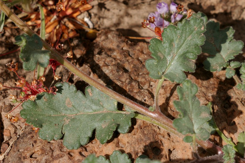 Mangas Spring Phacelia photo 2