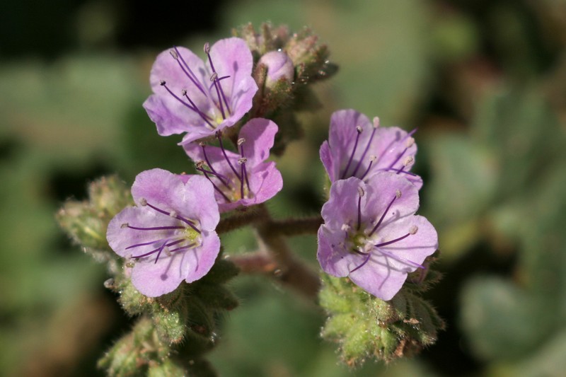 Mangas Spring Phacelia