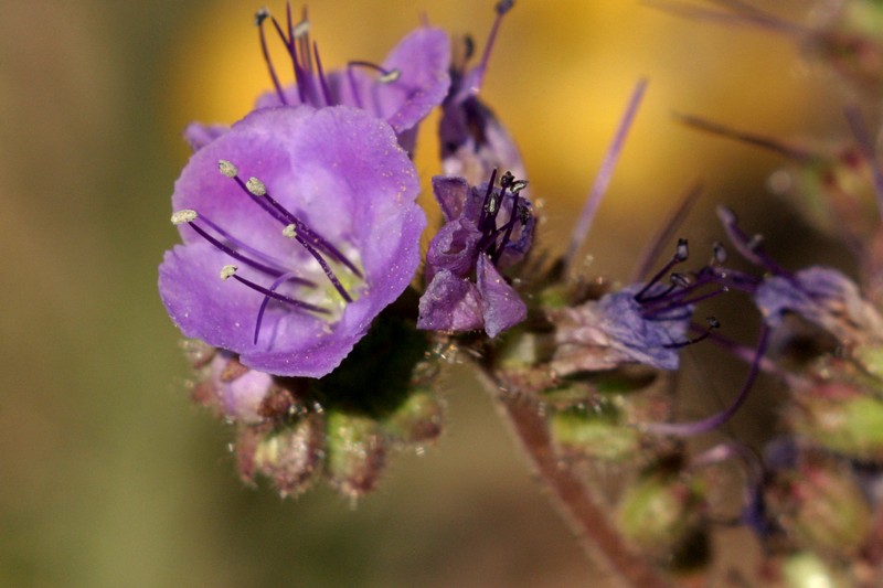 Mangas Spring Phacelia photo 3