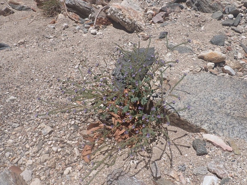Mangas Spring Phacelia
