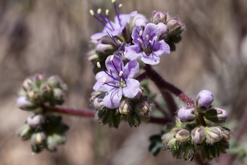 Mangas Spring Phacelia photo 2